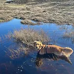 Nr 90 Neues, Ruhiges Direkt Am Wattenmeer, Hundefreundlich, Komplett Eingezaeunt Westerland