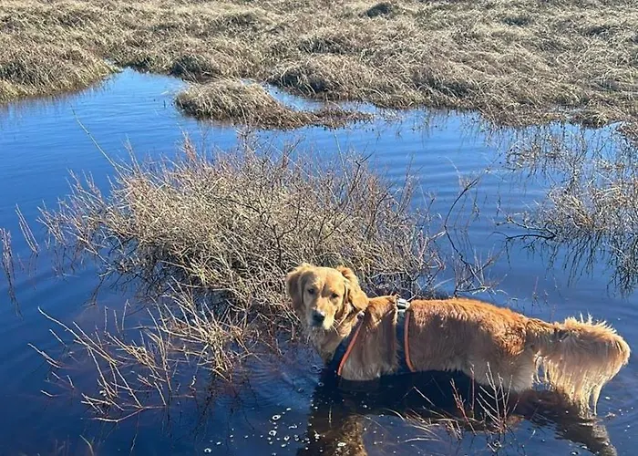 Nr 90 Neues, Ruhiges Direkt Am Wattenmeer, Hundefreundlich, Komplett Eingezaeunt Westerland